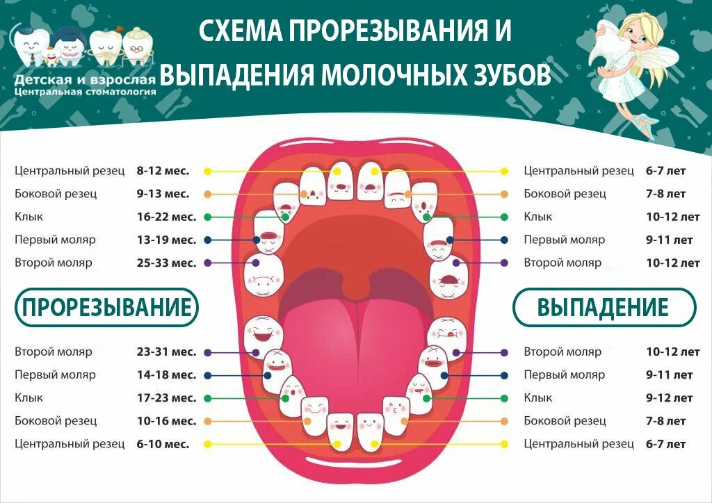 Сколько зубов молочных у детей должно быть. Молочные зубы у детей. Схема молочных зубов. Схема выпадения зубов.