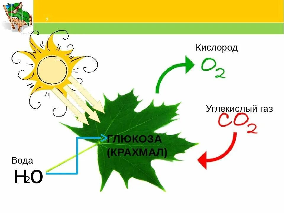 При фотосинтезе растения поглощают воду и кислород. Схема фотосинтеза у растений. Схема процесса фотосинтеза. Фотосинтез рисунок схема. Схема фотосинтеза биология.