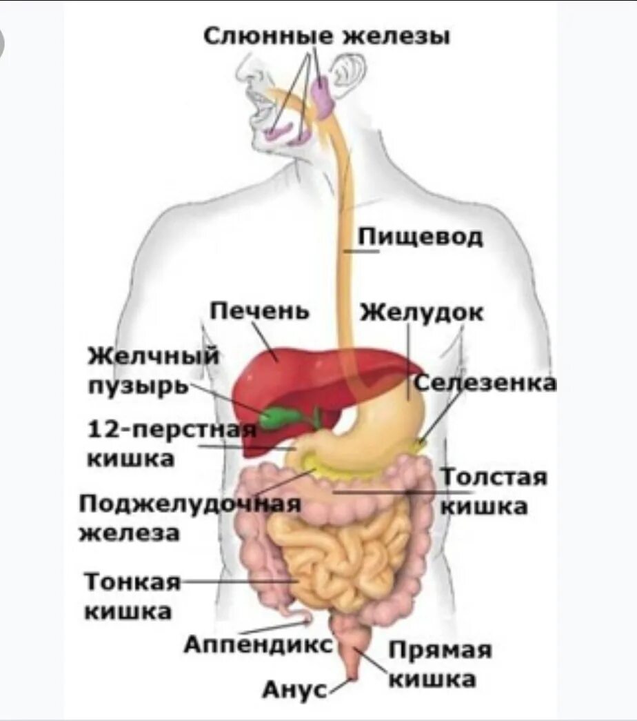 Пищевод печень толстая. ЖКТ схема расположения органов. Внутренние органы человека схема поджелудочная железа. Желудок печень поджелудочная железа. Система пищеварения человека в картинках.