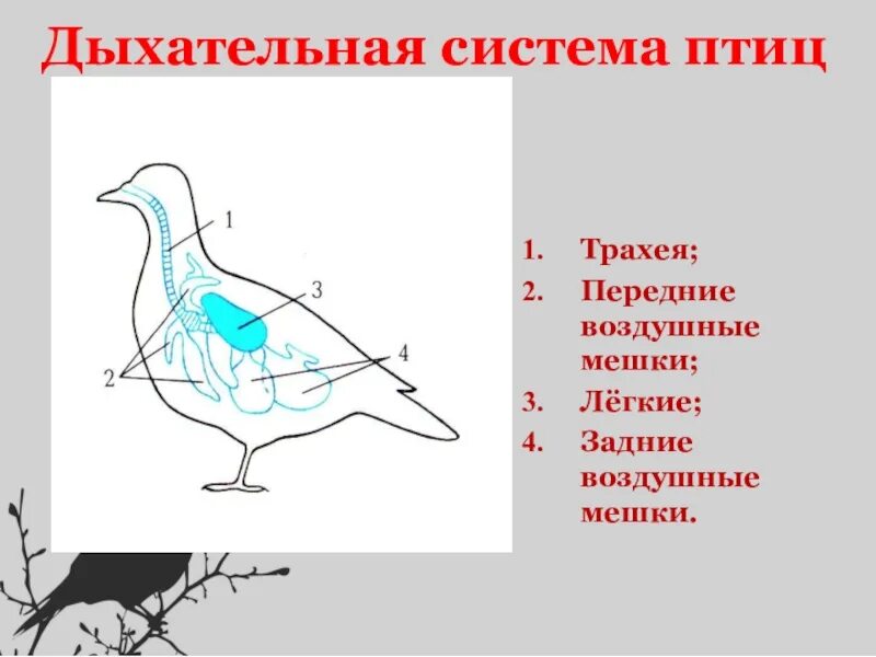 Дыхание птиц является. Дыхательная система птиц 7 класс. Система органов дыхания птиц схема 7 класс. Дыхательная система птиц воздушные мешки. Схема строения дыхательной системы птиц.