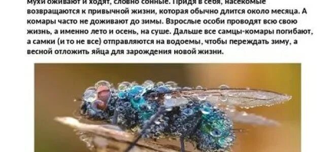 Комары к чему снятся в большом количестве. Комары зимуют. Мухи зимуют. Комары зимой. Муха в спячке.