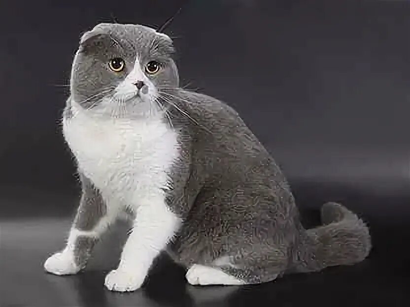 Котята скоттиш страйт прямоухие. Шотландский котенок белый с серым. Шотландская вислоухая биколор. Серо белые кошки шотландские. Шотландская страйт биколор.