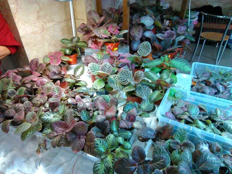 выставка цветов краснодар декабрь