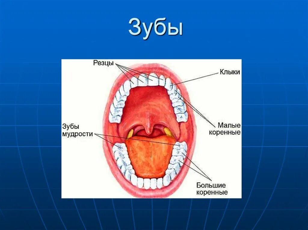 Сколько резцов во рту. Как называются зубы сзади. Резцы клыки и коренные зубы. Сколько резцов во рту. Сколько резцов во рту.