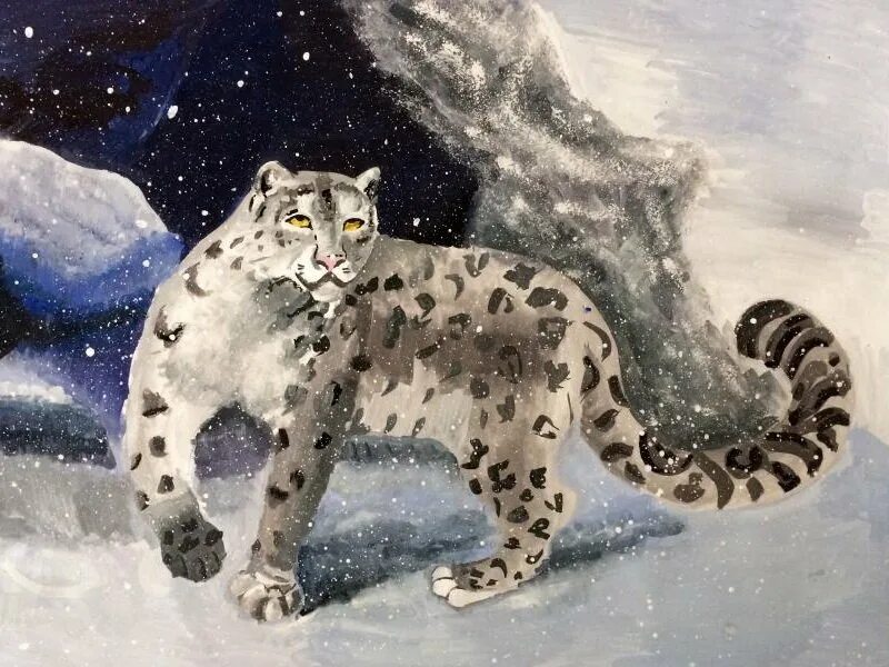 Снежный рисунок. Чарушин снежный Барс. Снежный Барс гуашью. Снежный Барс рисунок. Сказочный снежный Барс.