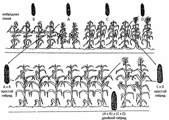 Депрессия у гибридов. Гетерозис кукурузы. Простые межлинейные гибриды кукурузы. Межлинейная гибридизация кукурузы. Трехлинейный гибрид.