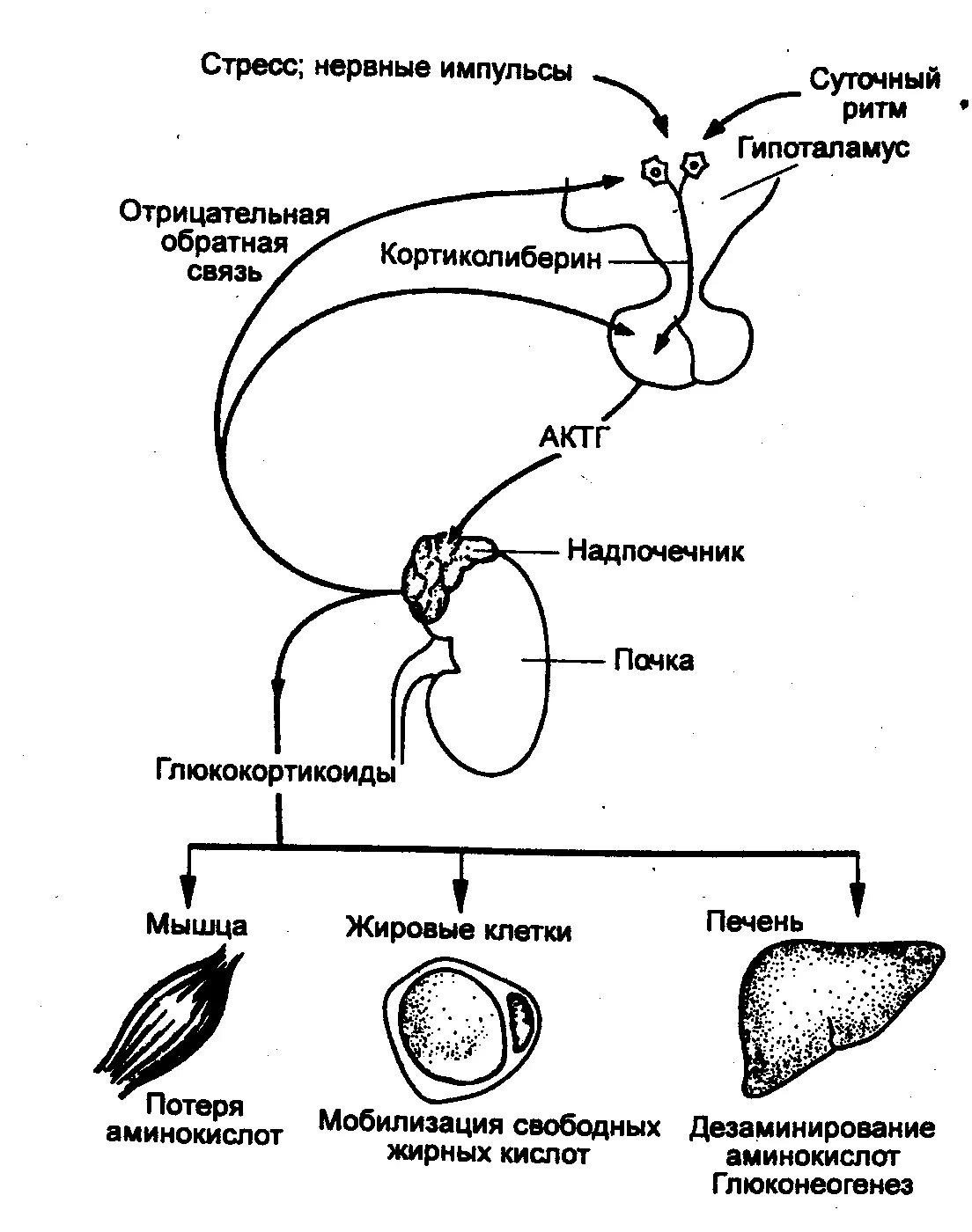Гормоны стресса надпочечников. Схема регуляции секреции глюкокортикоидов. Схема регуляции синтеза кортикостероидов. Схема регуляции синтеза и секреции глюкокортикоидов. Схема регуляции синтеза и секреции кортикостероидов.