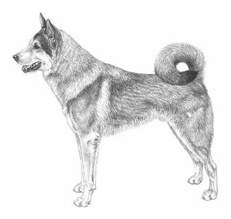 Рисунок собаки лайки