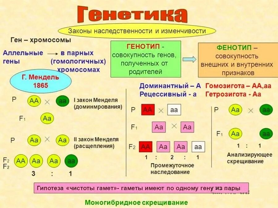 Исправьте ошибку в утверждении фенотипом