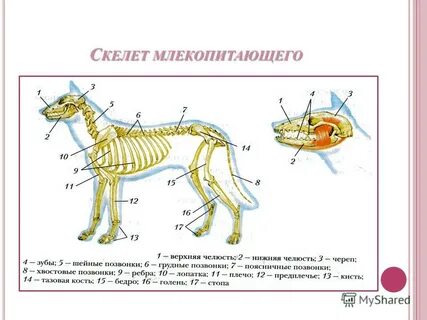Скелет млекопитающих 7 класс биология рисунок