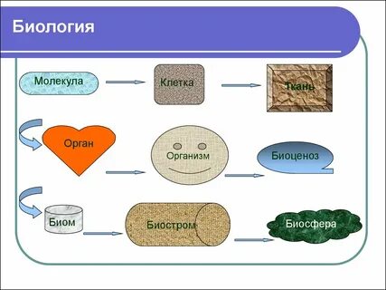 Биология клетка ткань орган