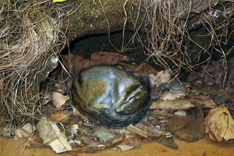Мышь впала в спячку