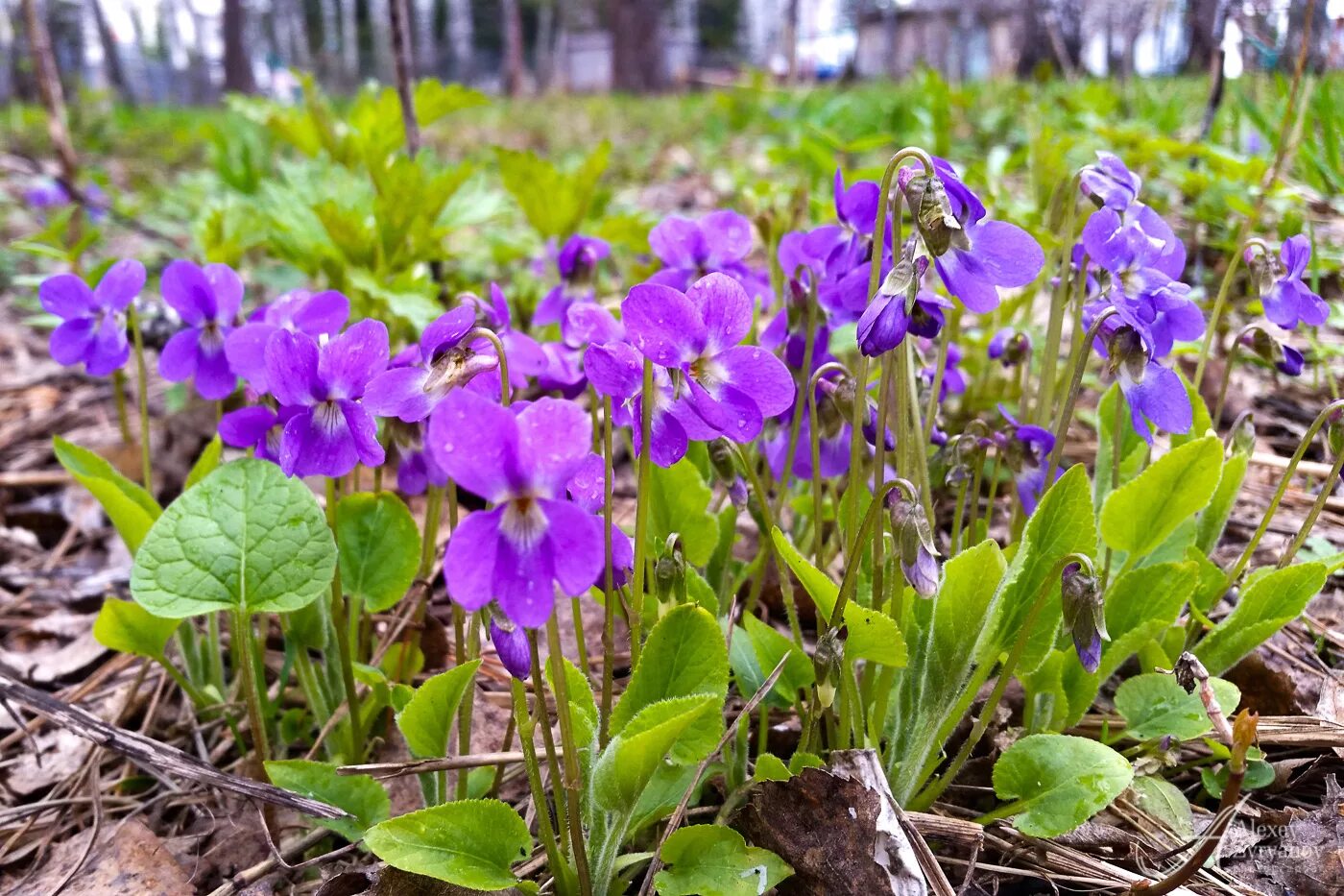 Лесные фиалки. Фиалка крийская. Фиалка Лесная фиалка. Фиалка топяная Viola uliginosa. Поляна фиалок