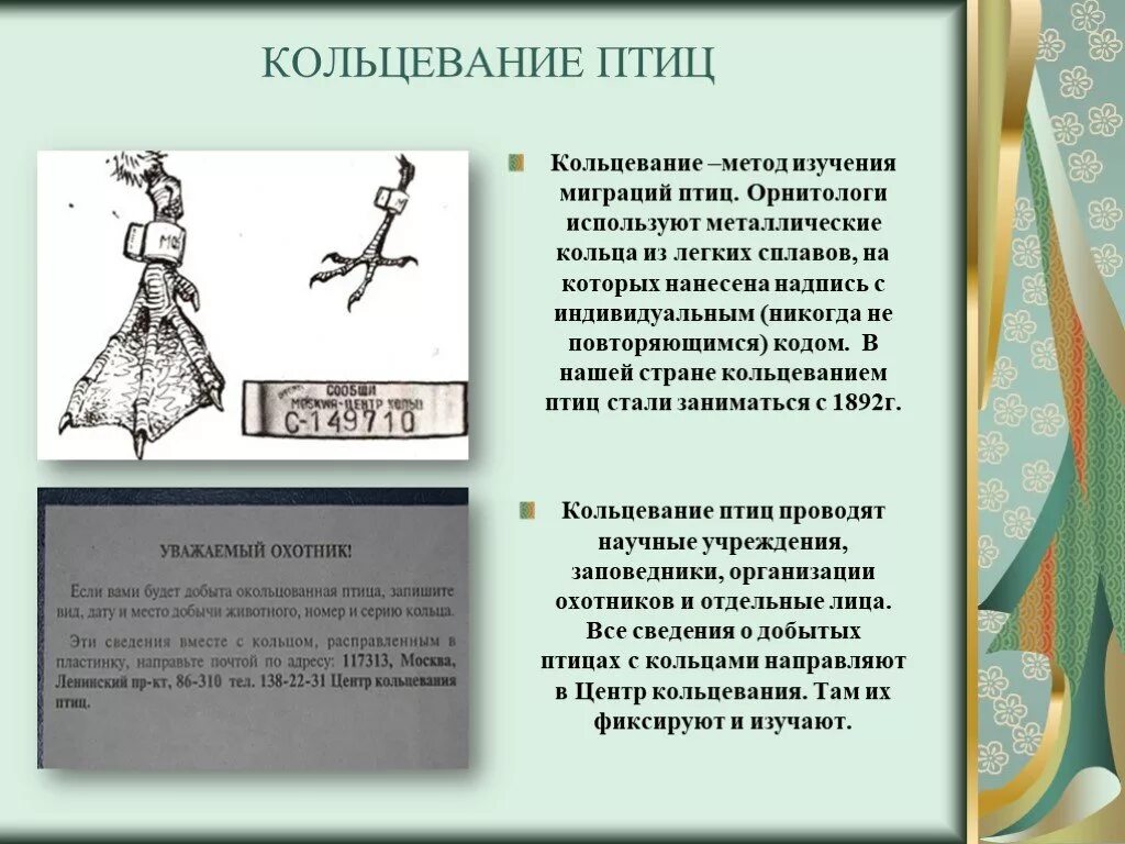 Метод кольцевания птиц. Методы изучения миграции птиц. Методика исследования птиц. Методы изучения птиц кольцевание. Методы изучения птиц