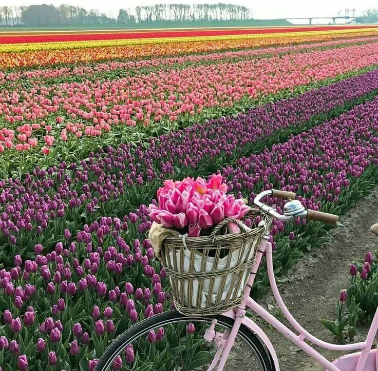I Capture The Captivating Tulip Fields Of My Beautiful Country Tulip fields, Tul