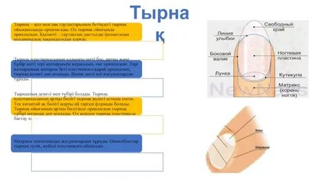 Порно ішу жоня