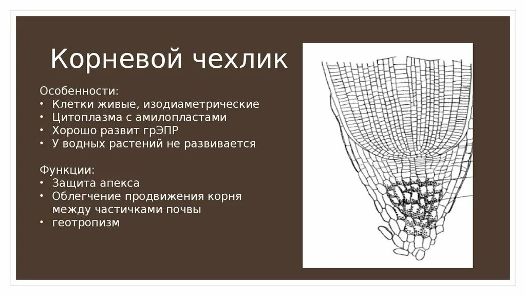 Корневой чехлик защищает зону корня. Функции корневого чехлика. Корневой чехлик строение. Корневой чехлик функции. Корневой чехлик строение клеток.