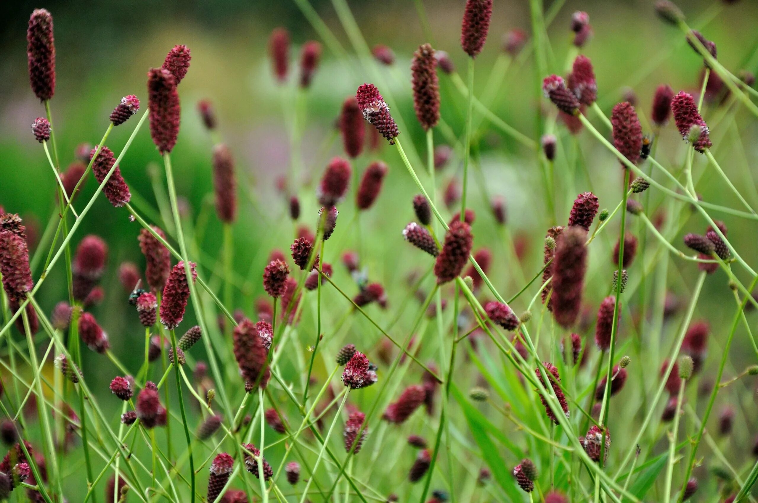 Кровохлебка Tanna. Sanguisorba officinalis Tanna. Кровохлебка лекарственная (Sanguisorba officinalis `Tanna`). Кровохлебка officinalis ’Tanna’.