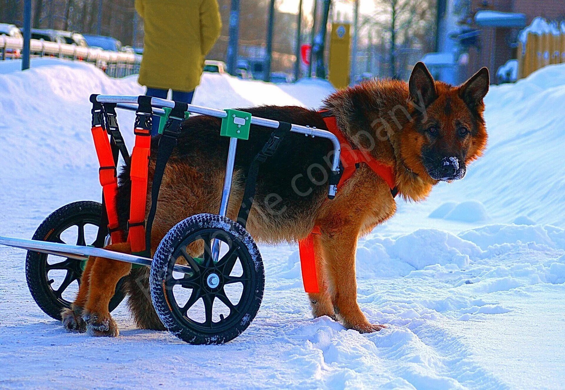 Коляска для собак на задние лапы