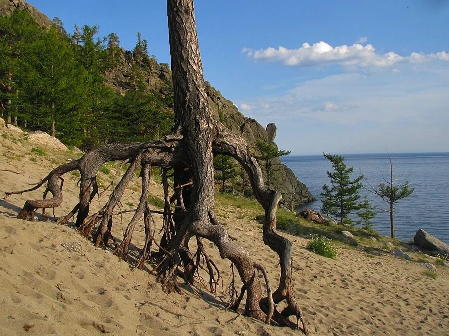 деревья озера байкал. кедровый стланик магадан. бухта песчаная байкал шагающие деревья. осенний ольхон. деревья озера байкал.