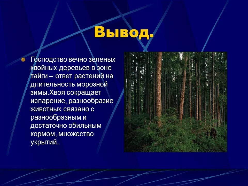 Климат зон хвойных лесов. Тайга природная зона. Презентация на тему Тайга. Тайга вывод. Сообщение на тему природные зоны.