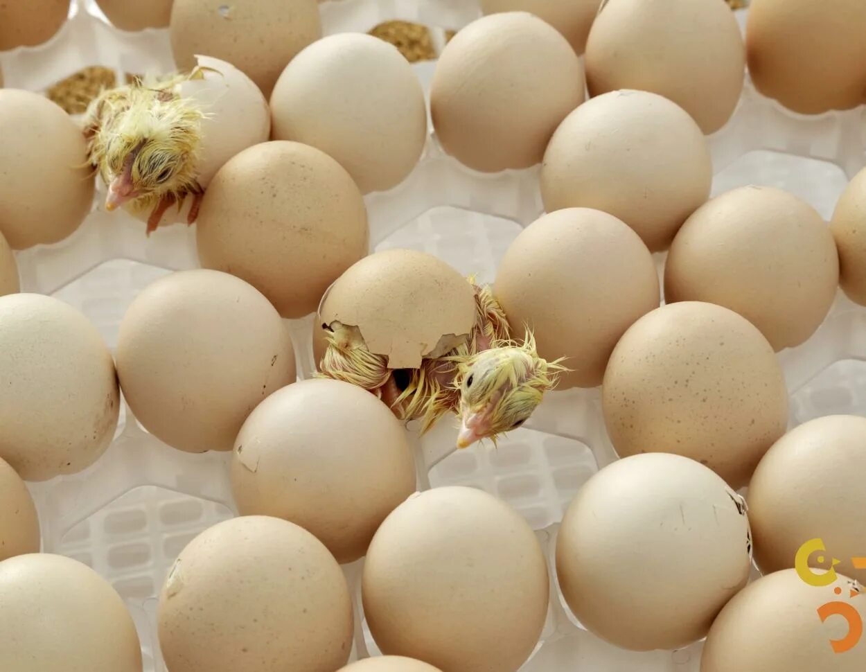 Можно из яйца вывести цыпленка. Инкубатор для яиц на птицефабрике. Цыплята в инкубаторе. Вывод цыплят. Вылупляется из куриного яйца.