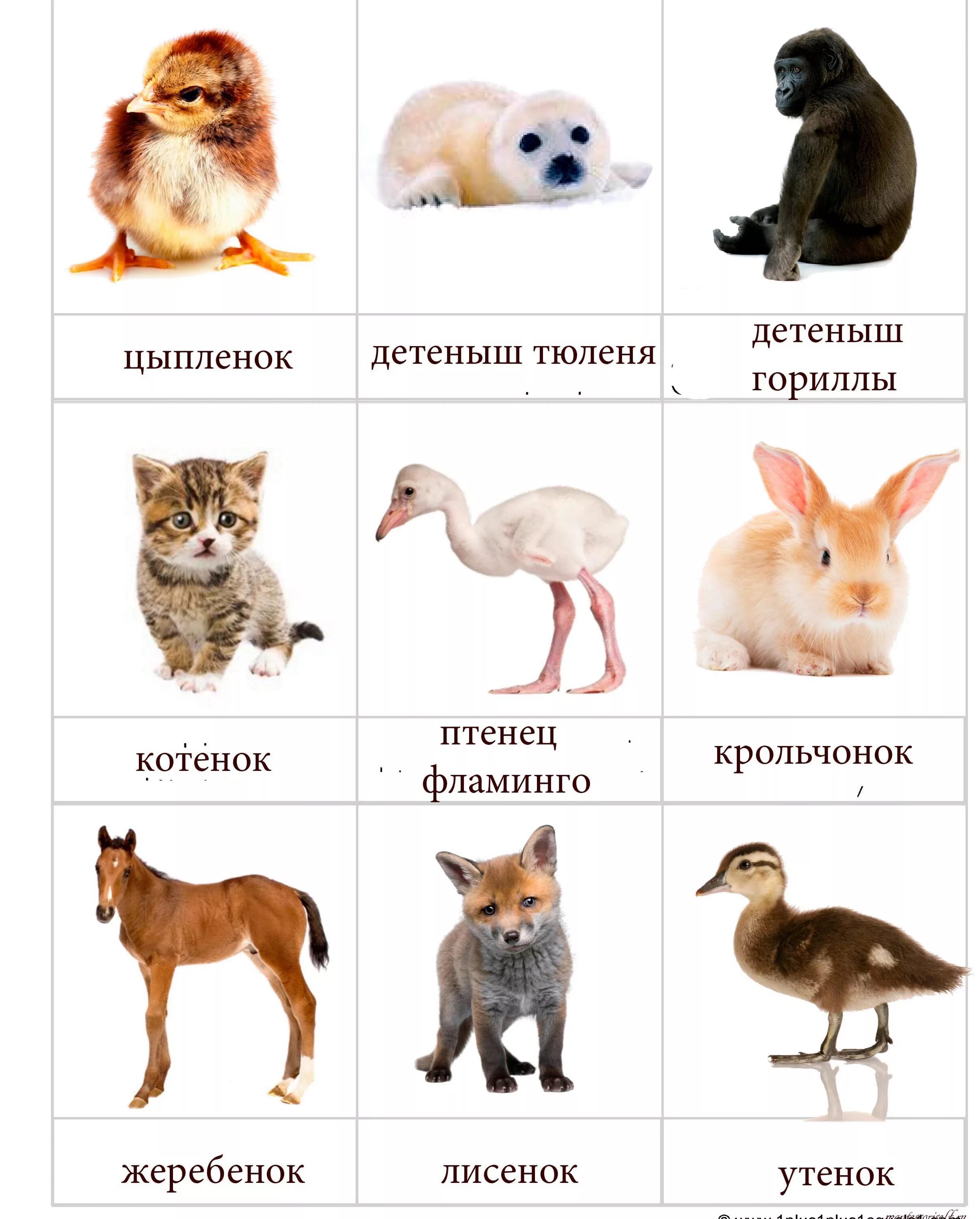 Домашних животных для детей. Домашние животные и их названия. Дети животных названия. Карточки с домашними животными.
