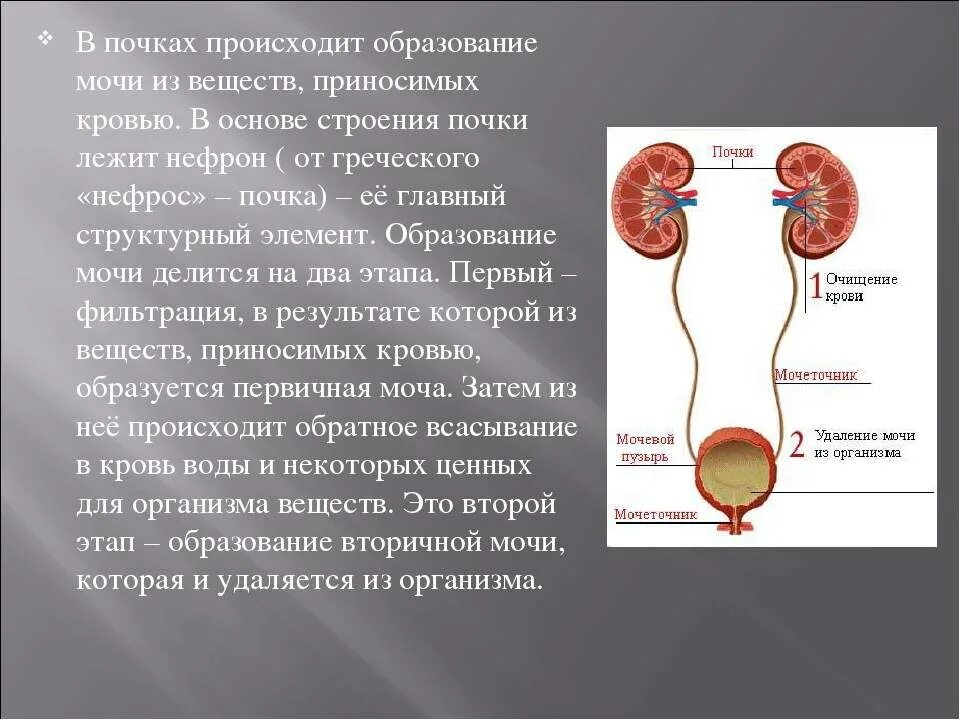 Образование мочи в организме человека. Выделение мочи из почек. Образование мочи в почках. Процесс образования и выведения мочи.