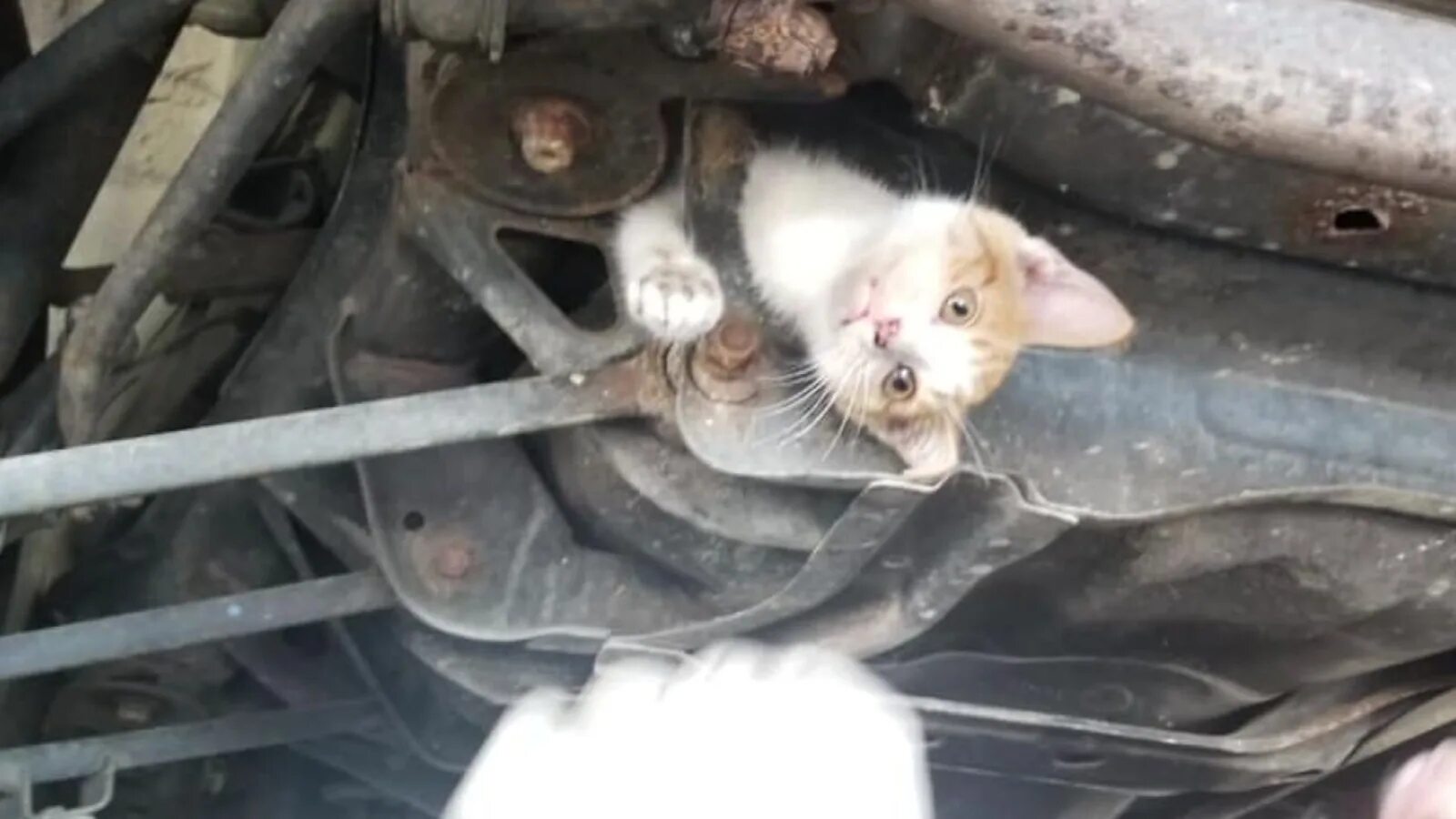 Кошка под капот. Котенок под машиной. Кот под капотом машины. Кот застрял. Кот застрял под машиной.