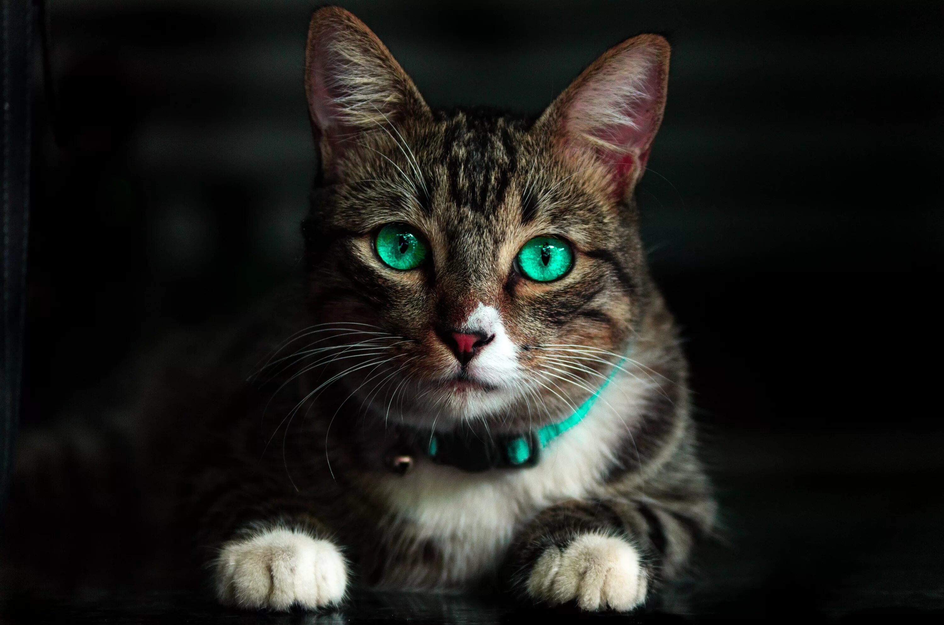 Кошка мс. Красивый кот. Красивая кошка с зелеными глазами. Очень красивые кошки. Коты с зелеными глазами.