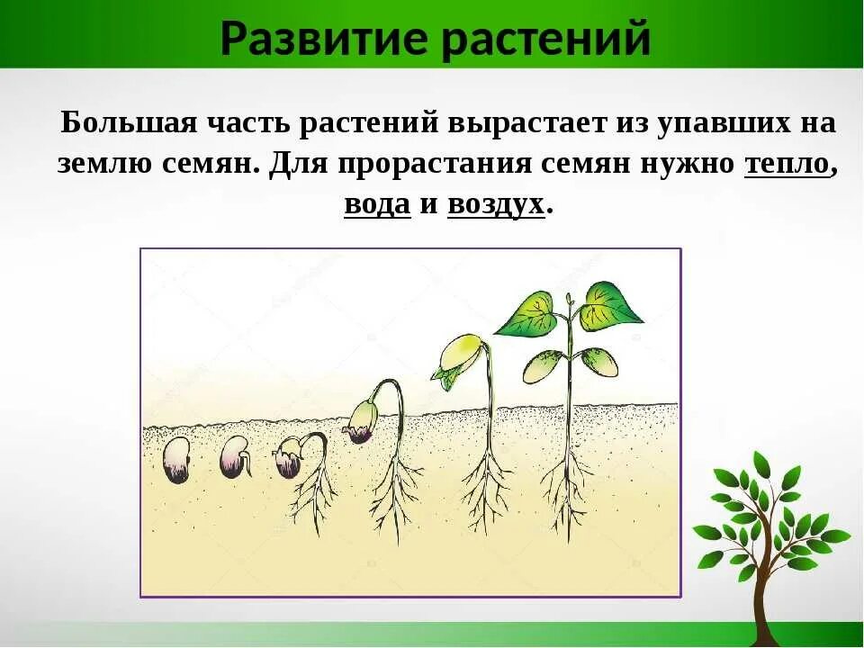 Развитие растения из семени. Стадии развития растений. Этапы индивидуального развития растений. Схема роста растения. Признаки описывающие рост растения