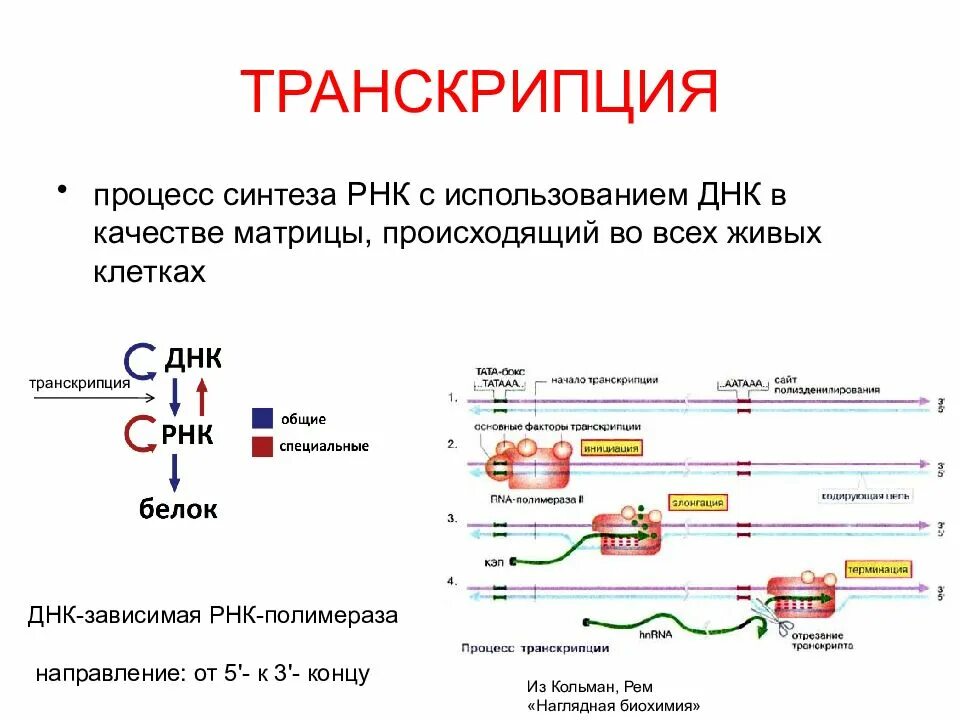 Роль белков в синтезе днк. Транскрипция синтез рнк на матрице днк. процесс транскрипции рнк полимераза. транскрипция и трансляция синтез ирнк. транскрипция рнк на днк матрице.
