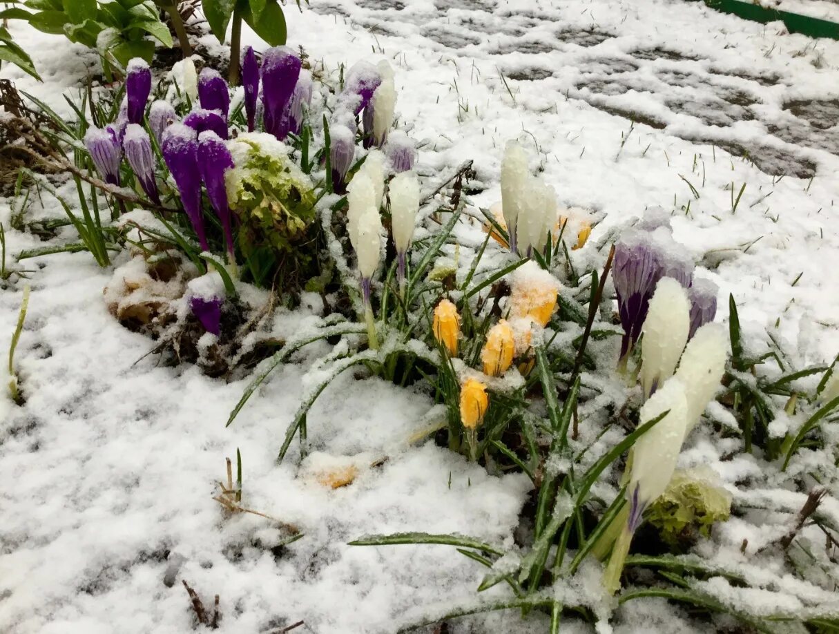 Где в марте снег. Дряква подснежники первоцветы. Первоцветы (подснежники, крокусы, гиацинты).. Первоцветы крокусы. Пролеска Крокус Галантус.