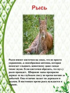 Животные красной книги омской
