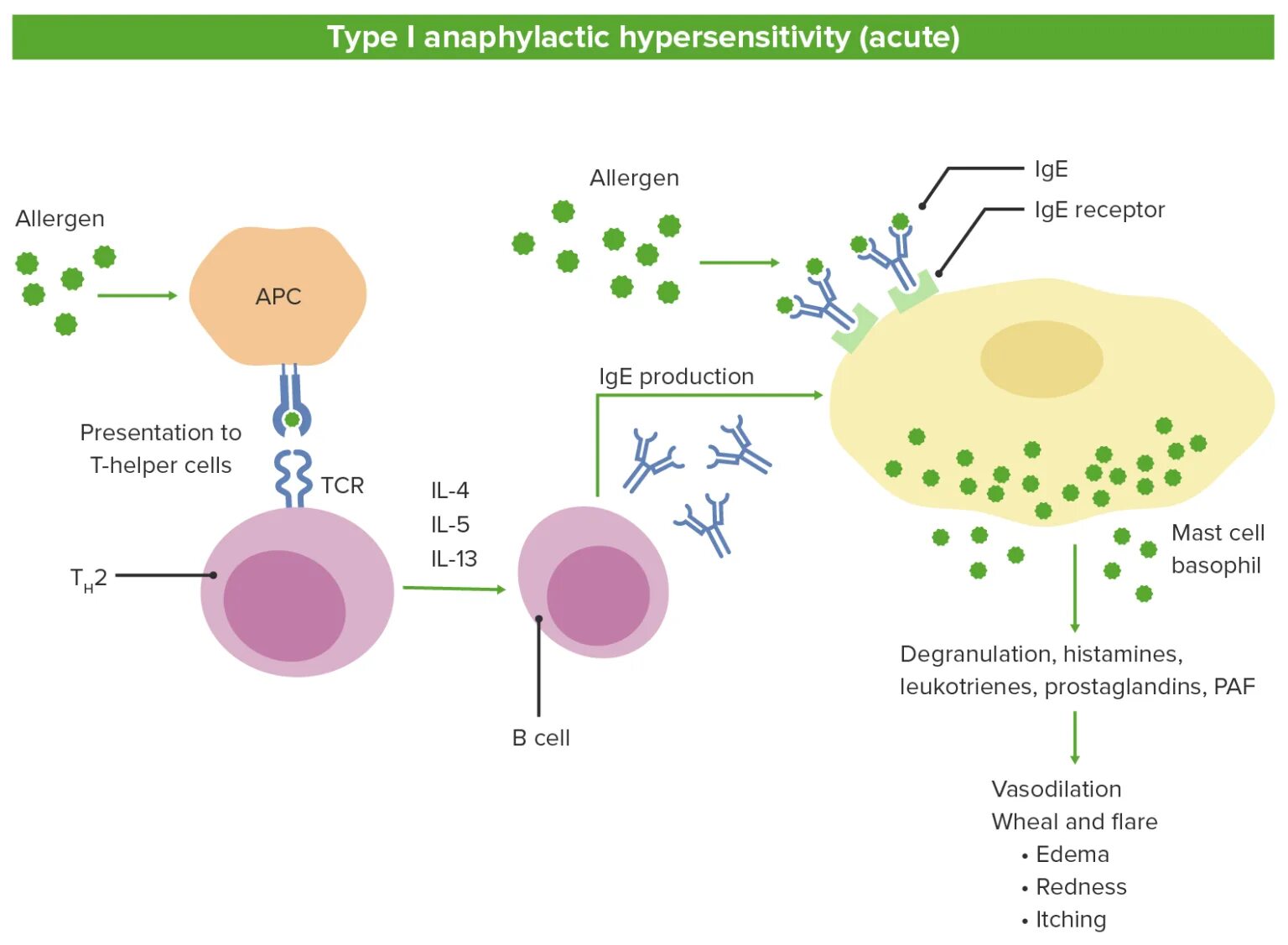 Type 1 hypersensitivity. Hypersensitivity Reactions. Type III hypersensitivity. Type IV hypersensitivity. Sites type 1