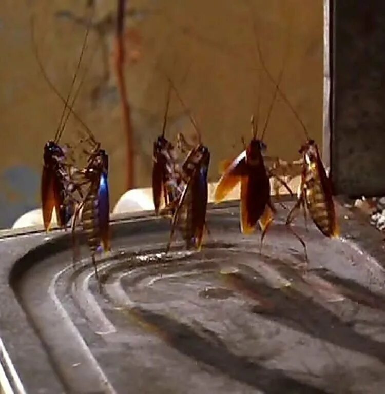 квартирка роли