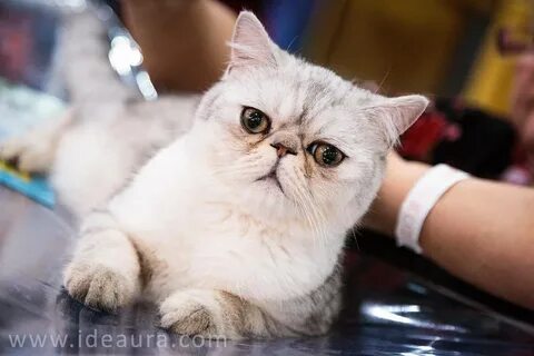 Кошка 7 букв