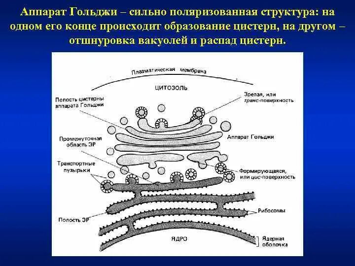 К аппарату гольджи прикрепляются рибосомы. К аппарату гольджи прикрепляются рибосомы