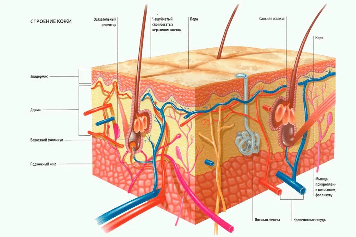 Слой строения кожи эпидермис дерма. Строение кожи эпидермис дерма. Строение эпидермиса кожи человека схема. Строение кожи эпидермис дерма гиподерма.