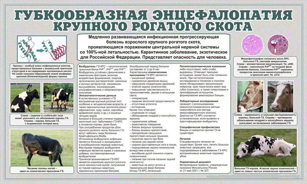Губкообразная энцефалопатия крс. Губкообразная энцефалопатия крупного рогатого скота памятка. ветеринарные памятки. губкообразная энцефалопатия крс возбудитель.