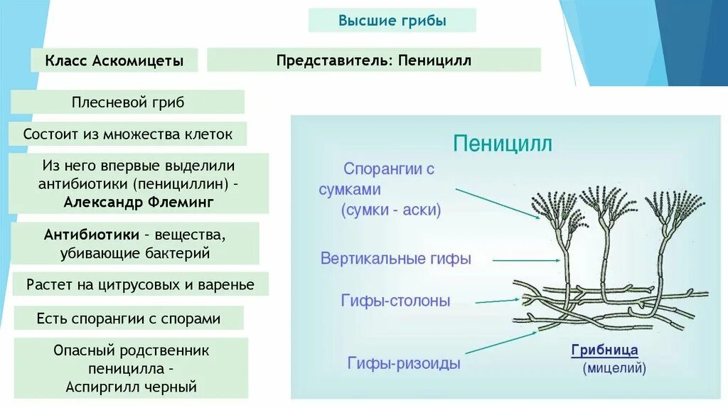 Какое значение гриба пеницилла в жизни человека. Из чего состоит гриб пеницилл. Пеницилл строение. Среда обитания пеницилла. Мицелий пеницилла состоит из.