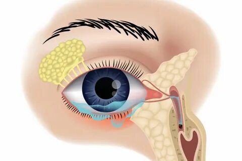 Жануарлармен секс қыз