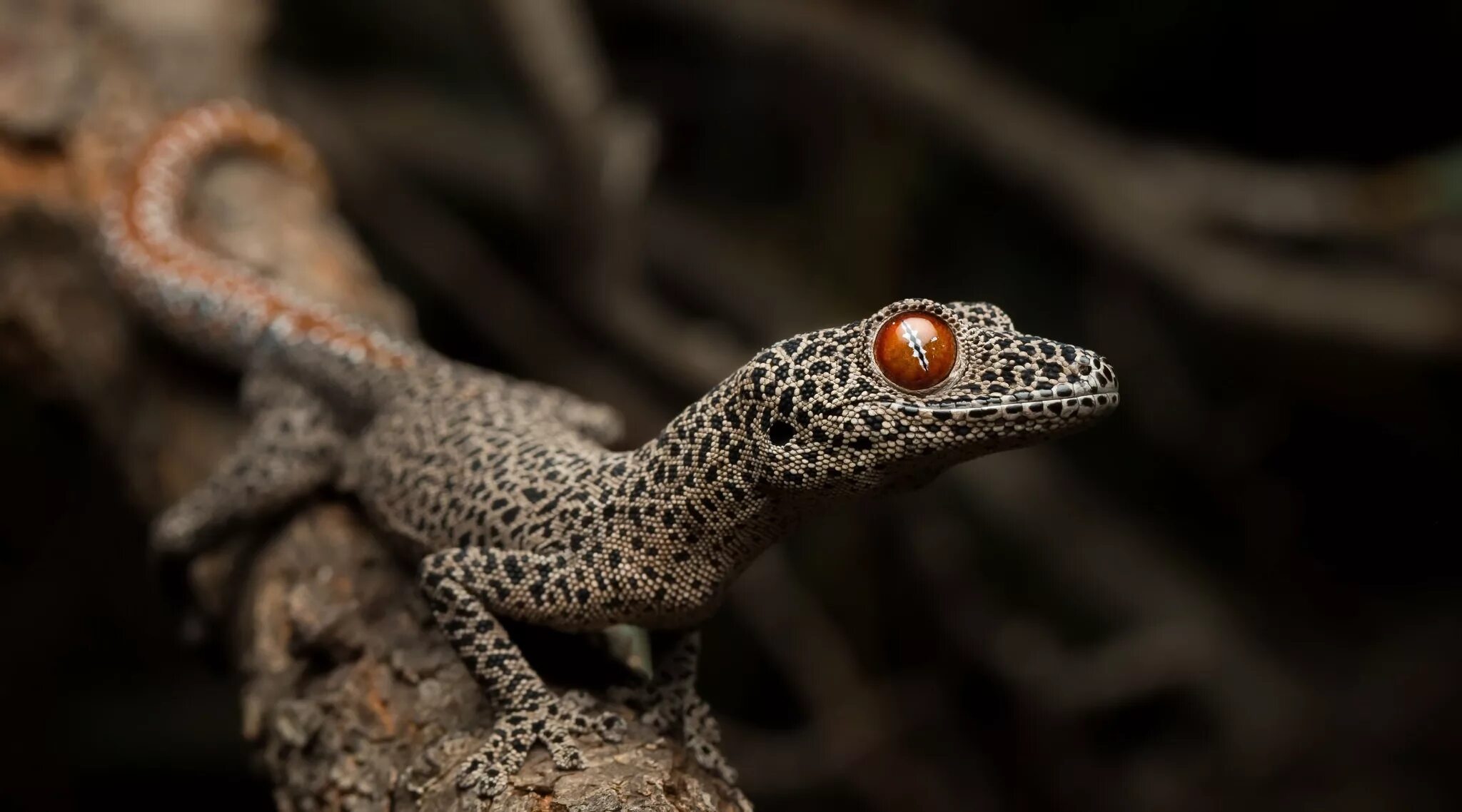 Геккон про. Якусимский геккон. Strophurus taenicauda. Ящерица геккон. Геккон строфурус.