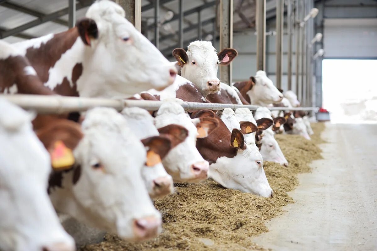 порода коров монбельярд. порода быков монбельярд. порода коров монбельярд. бык монбельярд. монбельярские телята.