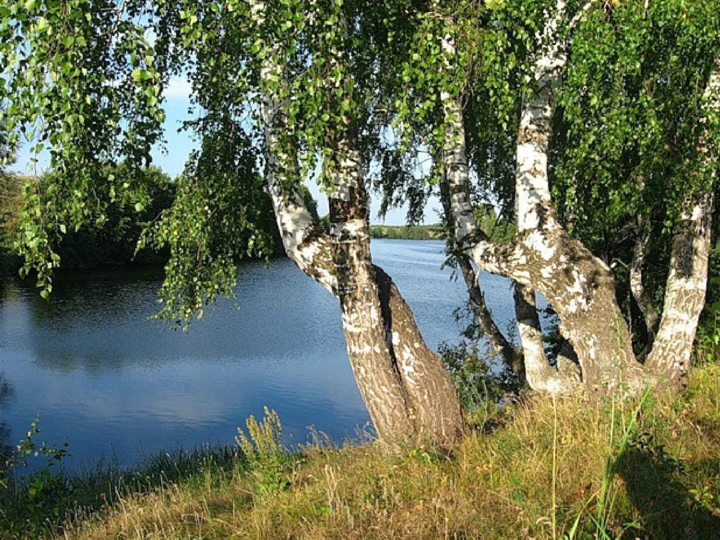 Береза повислая над рекой. Русь река береза. Берёза повислая у реки. Волга река Березка. Березки орел