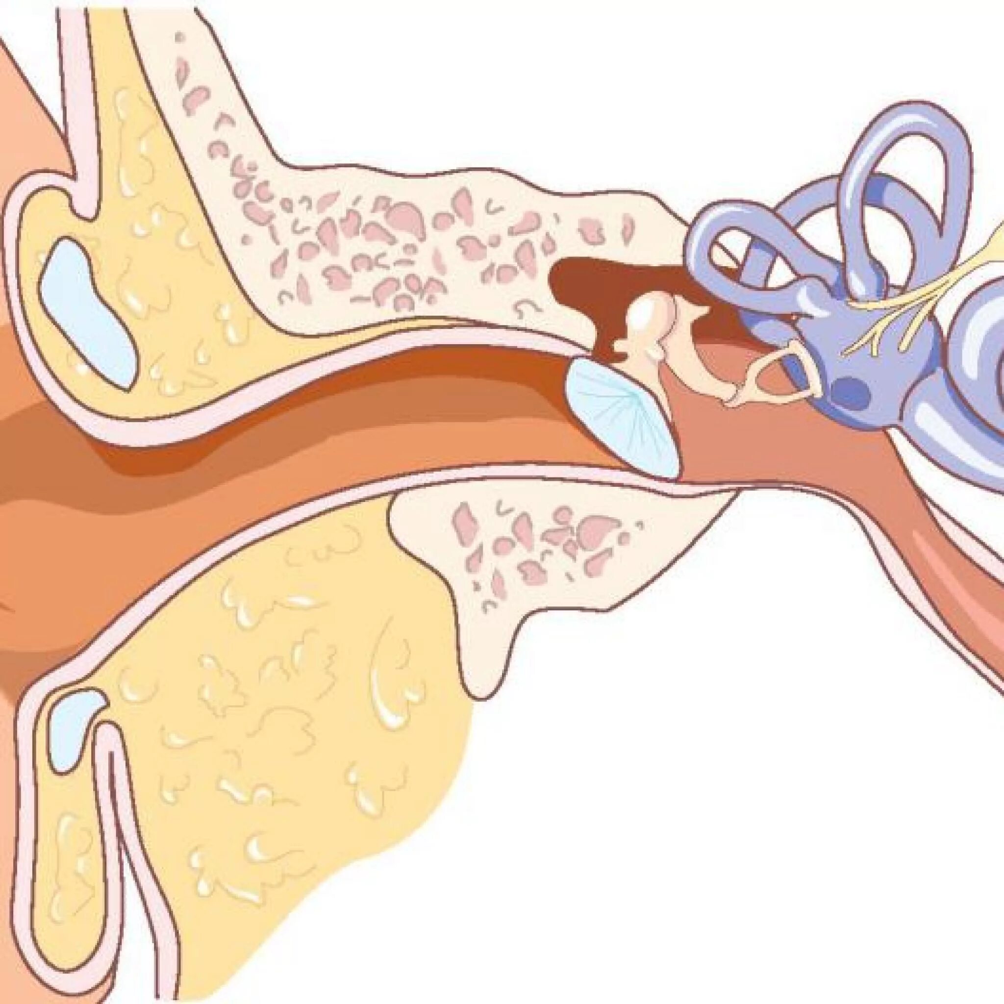 Евстахиева труба внутреннее ухо. Уролимфатическая фистула. Фистула полукружного канала. Перилимфатисеская фимтулп.