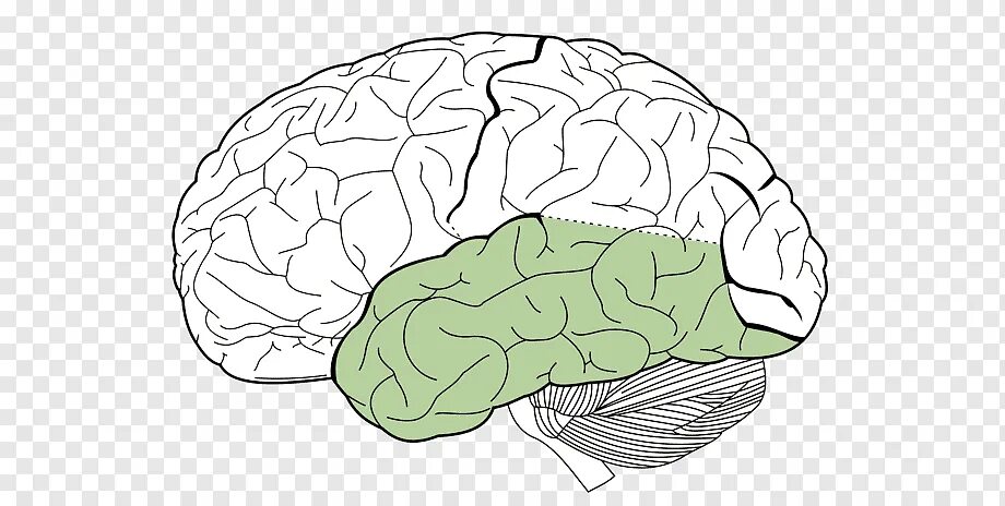 Большой мозг рисунок. Лобные и теменные доли мозга. Лобная доля височная доля. Височная и теменная доля головного мозга. Левая височная доля мозга.