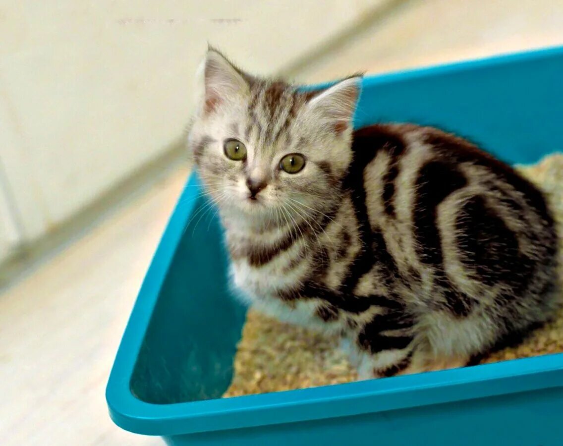 Как приучить котенка к частному дому. Лоток для котят. приучить котенка к лотку. кошачий лоток вид сверху. кошка ходит в лоток.