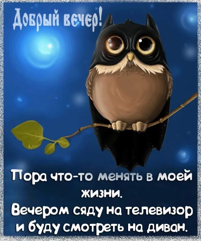 Прикольно про вечер. Смешной вечер. Субботний кот. Прикольно про вечер. Смешной вечер.