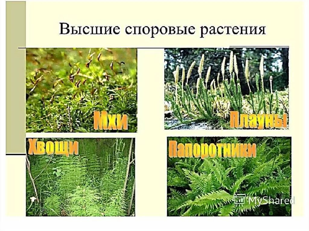 Царство Plantae. Высшие споровые растения. Семенные растения. Отдел Голосеменные